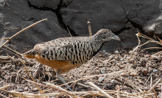 Photo buttonquail barré sur le portrait d'animal au sol