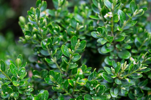 Photo buxus vert frais buxus sempervirens feuilles gros plan de buis à feuilles persistantes dans la nature concept verdure motif naturel texture nature