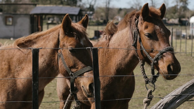 caballos