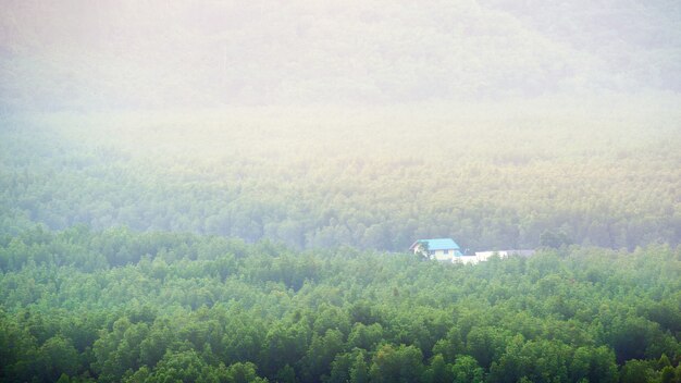 Cabane en bois dans la forêt