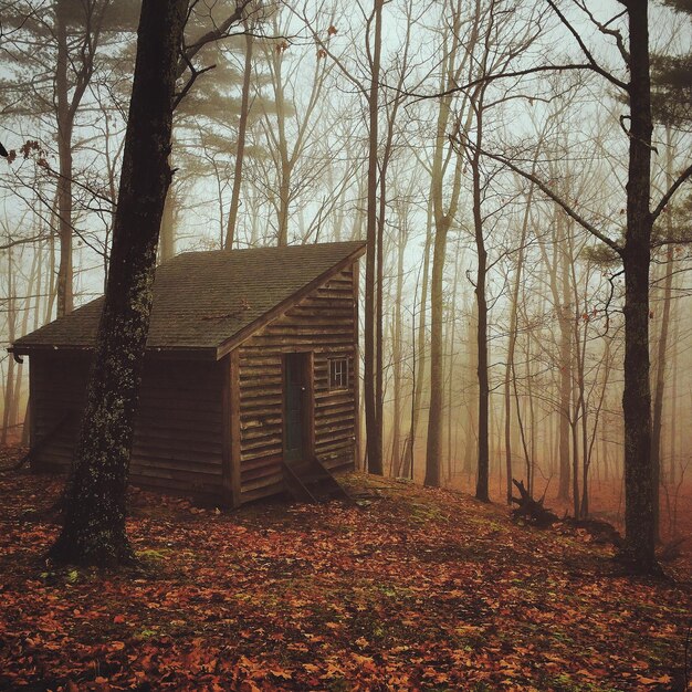 Photo une cabane dans la forêt