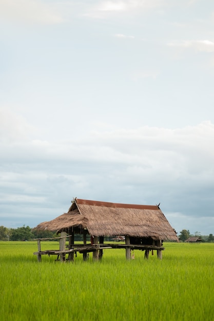 La cabane est en zinc. Cabane en rizière.