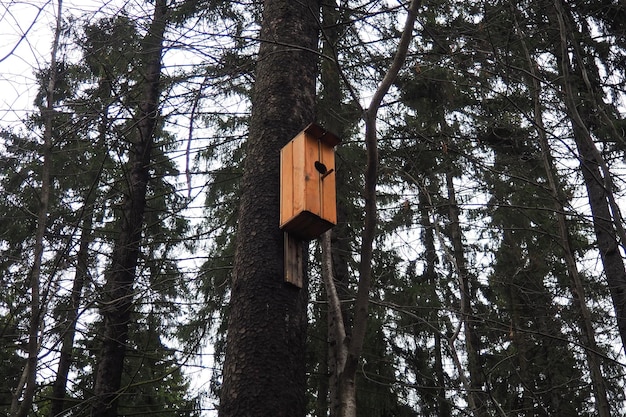 Une cabane à oiseaux est un site de nidification artificiel fermé pour les petits oiseaux qui nichent principalement dans des creux. Ces sites de nidisation pour les petits passereaux sont souvent faits par des amateurs et sont situés dans les zones urbaines.