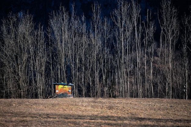 Cabanon de chasse entre prairie et forêt