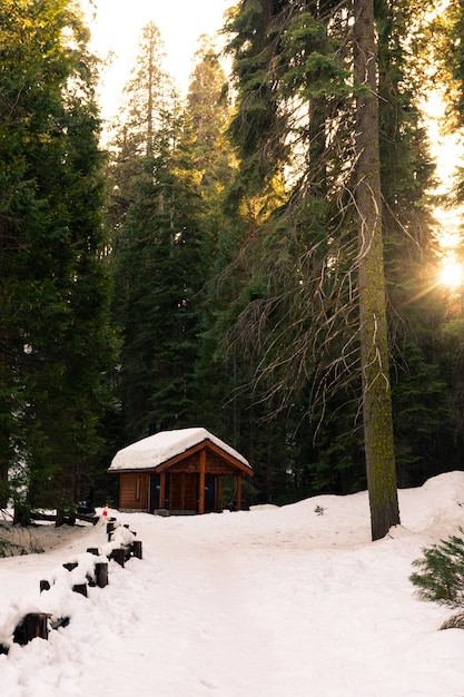 Photo cabine au milieu du parc national de sequoia, californie