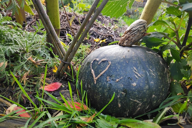 Caboche avec une cicatrice en forme de cœur