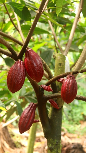 Cabosse de cacao rouge sur l'arbre dans le domaine. Le cacaoyer (Theobroma cacao L.) est un arbre cultivé dans les plantations.