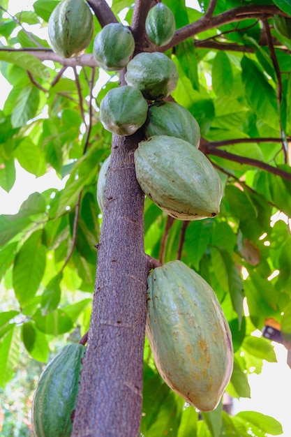 Cabosses de cacao crues et arbres fruitiers de cacao dans la plantation de cacao.