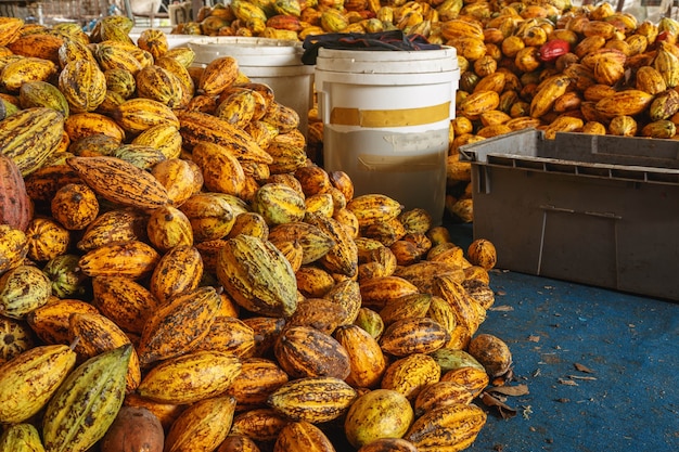 Les cabosses de cacao dans l'usine