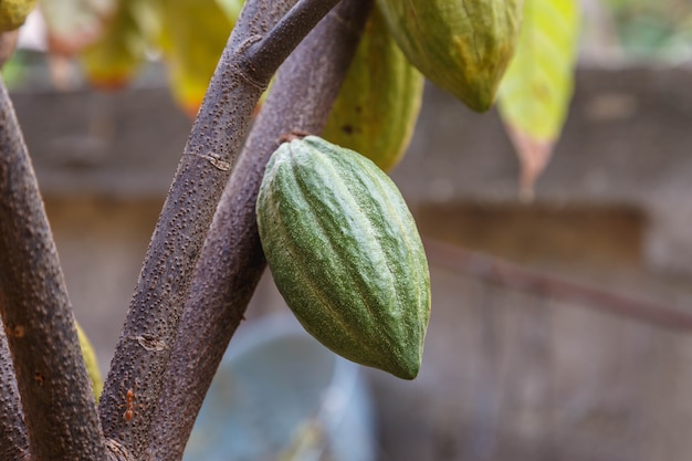 Cabosses de cacao fraîches du cacaoyer