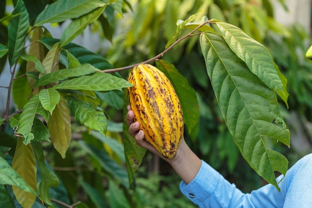 Les cabosses de cacao frais entre les mains des agriculteurs