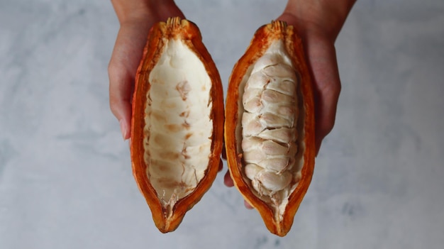 Cabosses de cacao mûres qui s'ouvrent avec les mains pour révéler les graines Theobroma cacao L ou cabosse de cacao