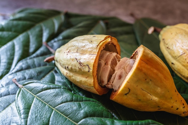 Cacao Bio Fruit Du Cacaoyer