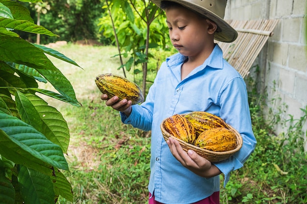 Cacao fraîchement récolté des cacaoyers.