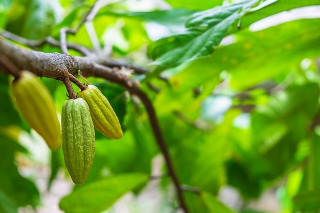 Cacao frais et cacaoté