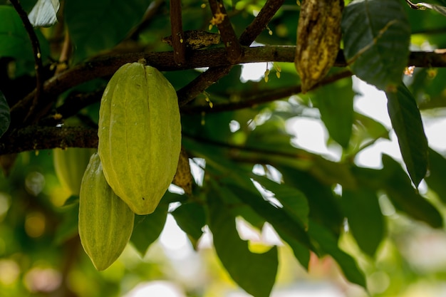Cacao Tree Theobroma cacao Cosses de fruits de cacao biologique dans la nature