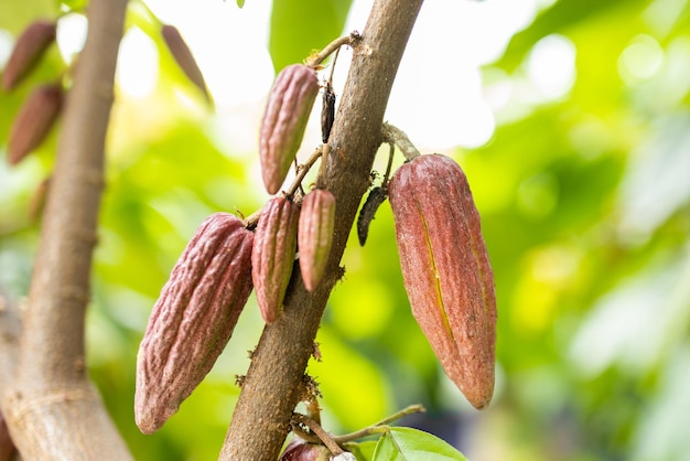 Cacao Tree Theobroma cacao Cosses de fruits de cacao biologique dans la nature