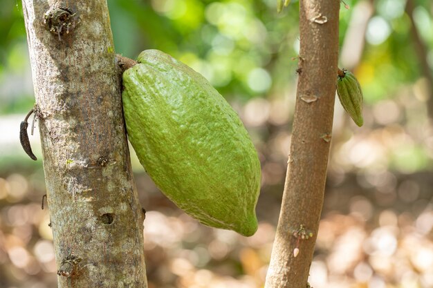 Cacaoyer (Theobroma cacao). Cosses de fruits de cacao biologique dans la nature.