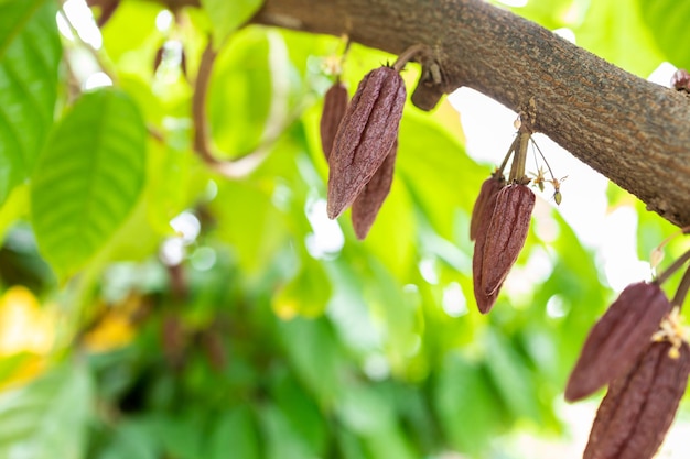 Cacaoyer (Theobroma cacao). Cosses de fruits de cacao biologique dans la nature.