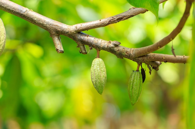 Cacaoyer (Theobroma cacao). Gousses de fruits de cacao biologique dans la nature.