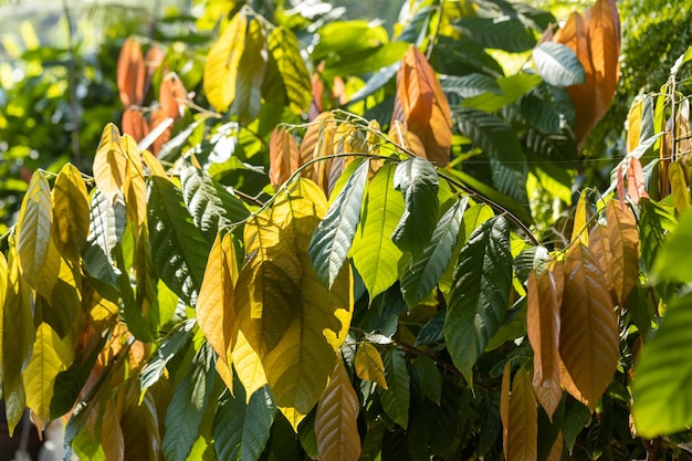 Cacaoyer Theobroma cacao Gousses de fruits de cacao biologique dans la nature