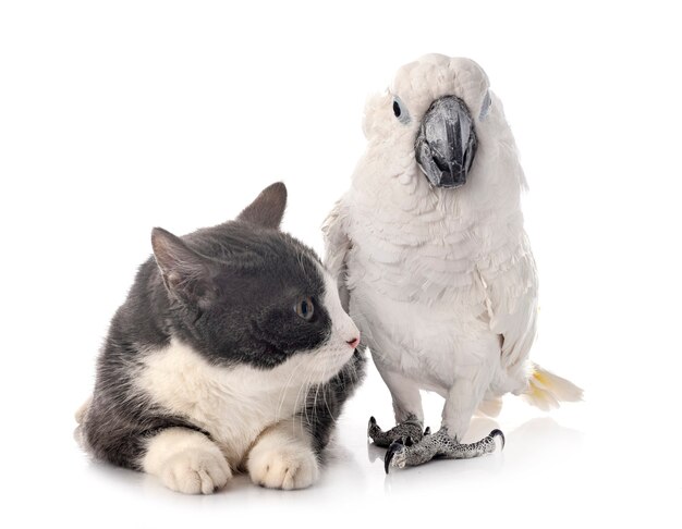 Cacatoès blanc et chat isolé sur blanc