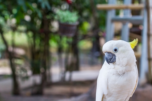 Cacatoès à crête jaune dans le zoo