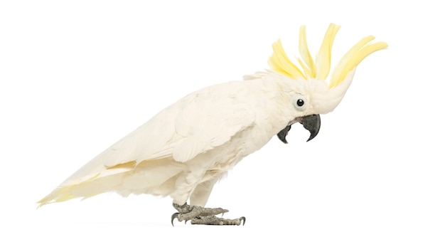 Cacatoès à huppe jaune, Cacatua galerita, 30 ans, avec crête en face de fond blanc