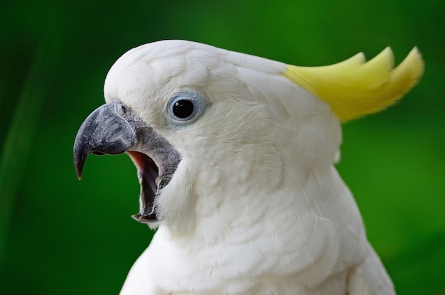 Cacatoès à huppe jaune