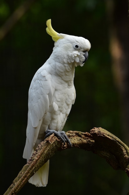 Photo cacatoès jaune à faible teneur en soufre (cacatua galerita)