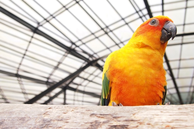 Le cacatoès orange dans la cage a l'air heureux.