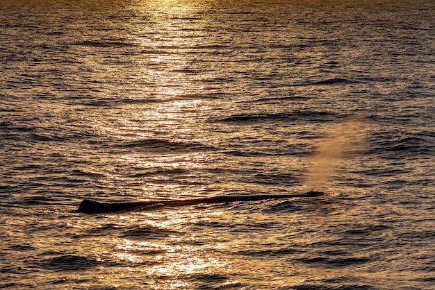 Cachalot au coucher du soleil en mer méditerranée