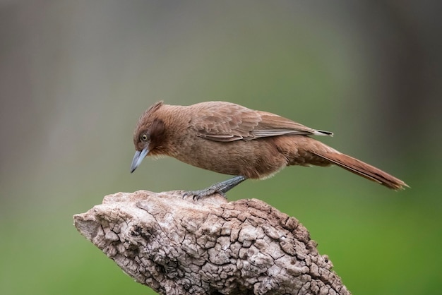 Cacholote brune dans l'environnement forestier de la pampa Patagonie Argentine