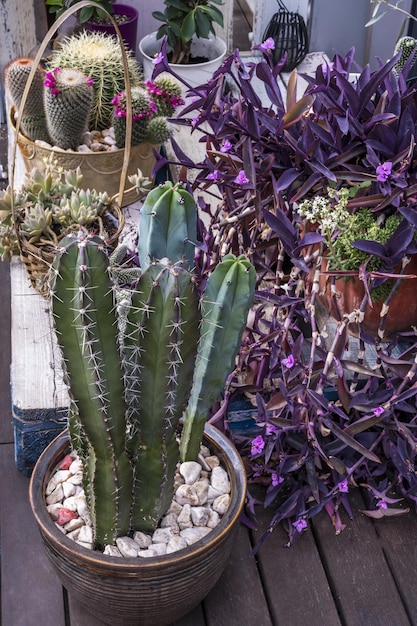 Cactaceae les cactus connus sous le nom de cacti cacti ou captus est une famille de plantes originaires d'Amérique