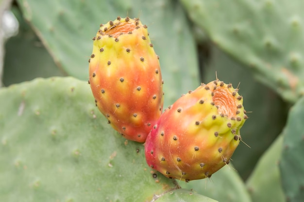 Cactaceae Opuntia figues de barbarie cactus fruitsand