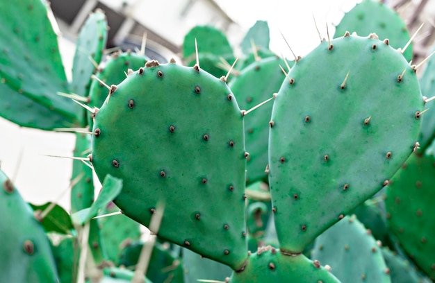 Cactus avec aiguilles gros plan sur un arrière-plan flou figue de barbarie Opuntia fond naturel