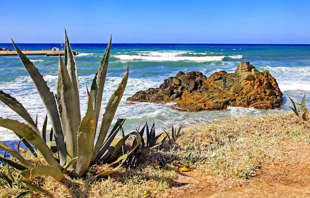 Cactus Aloe Vera et mer en arrière-plan