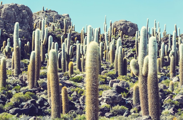 Cactus sur l'Altiplano bolivien