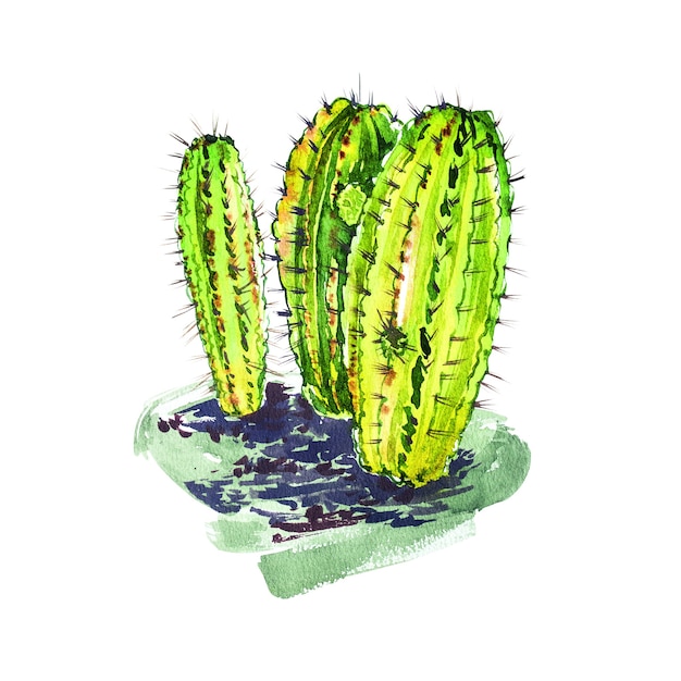 Cactus aquarelle isolé sur fond blanc. Il est parfait pour les cartes, affiches, bannières, invitations, cartes de vœux, impressions.