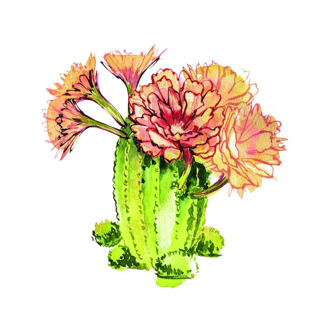 Cactus aquarelle isolé sur fond blanc. Il est parfait pour les cartes, affiches, bannières, invitations, cartes de vœux, impressions.