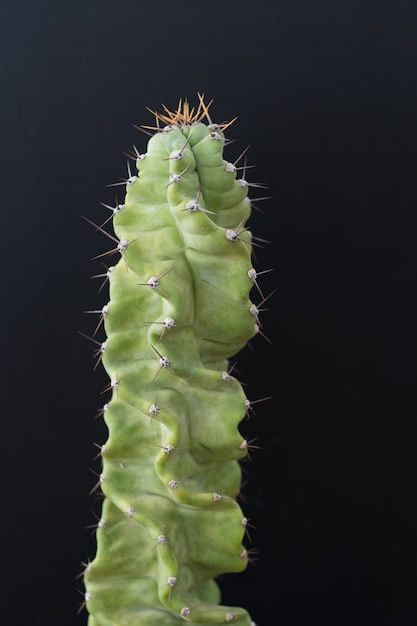 Photo cactus arbre isolé fond noir