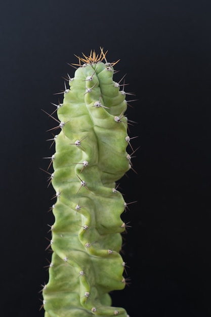 Cactus arbre isolé fond noir