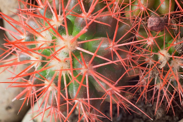 Cactus arc-en-ciel Grusonii