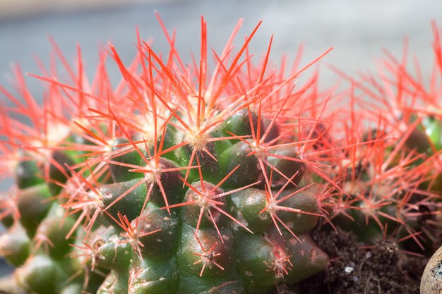 Cactus arc-en-ciel Grusonii