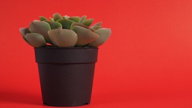 Cactus artificiels ou arbre en plastique ou faux sur fond rouge.