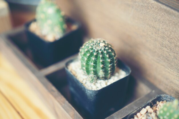 cactus au café café