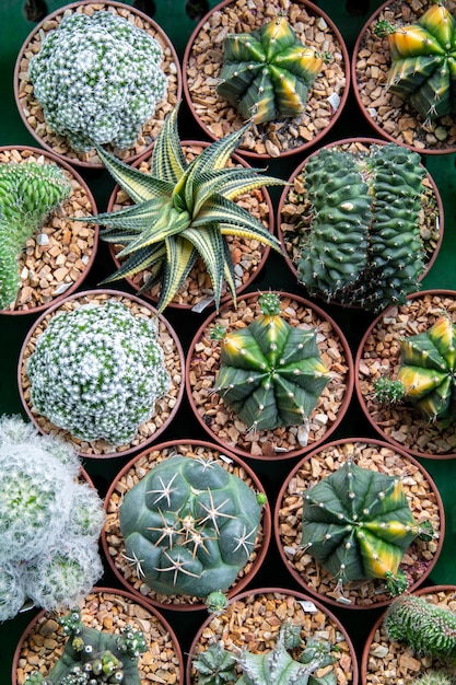 Cactus au marché aux fleurs