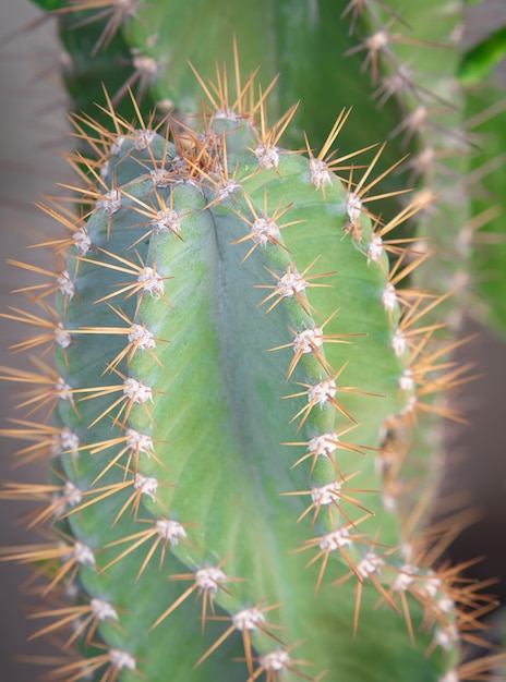 Cactus Au Soleil. Plantes Succulentes Vertes Ou Cactus Pour La Décoration.