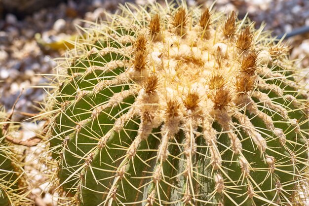 Cactus ball echinocactus grusonii dans le jardin. Cactus