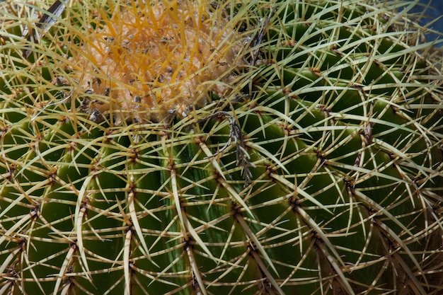 Un cactus de baril d'or planté dans le désert